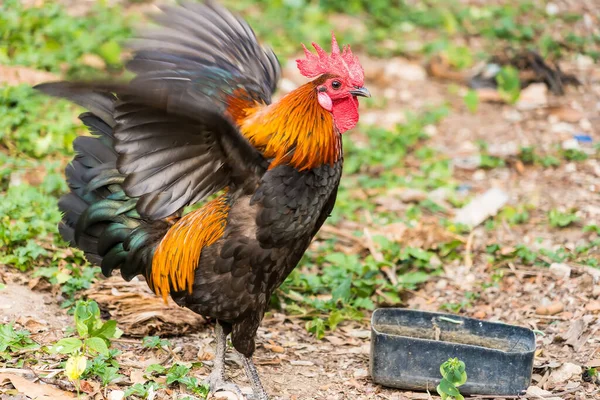 Thai Tyúk Vagy Bantam Csirke Férfi Keresni Élelmiszer Ültetvény Gazdaság — Stock Fotó