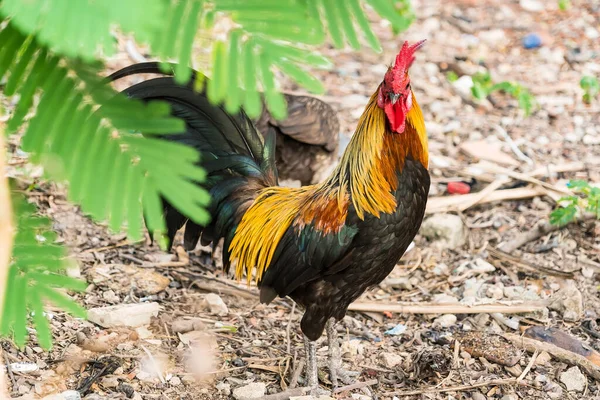 Tayland tavuğu ya da Bantam tavuğu erkek çiftlikte yiyecek arıyor..