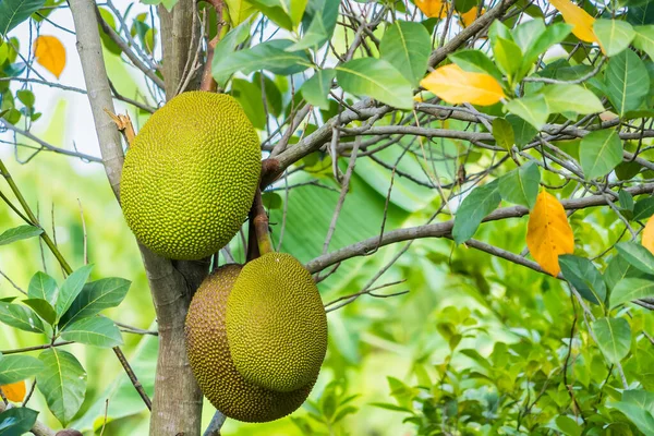 Tayland 'da ağaçta büyük bir meyve sümüğü.