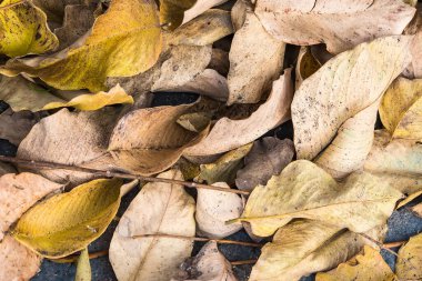 Arkaplanda güzel kuru yapraklar