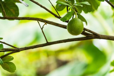 Portakal ağacındaki portakal yeşili meyve.