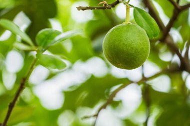 Portakal ağacındaki portakal yeşili meyve.