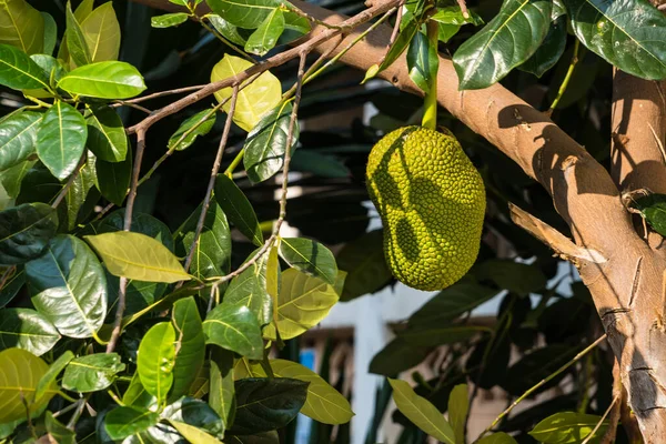Tayland 'da ağaçta büyük bir meyve sümüğü.