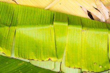 Muz yaprakları yerde..