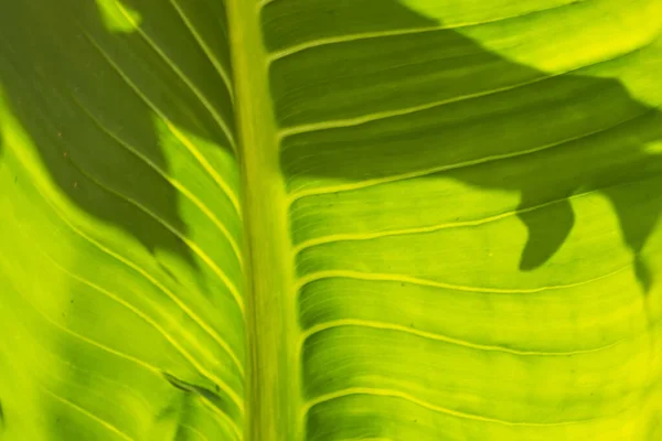 Blatt Grün Hintergrund Wand Blätter Texturlinie Pflanze Frisch Muster Nahaufnahme — Stockfoto