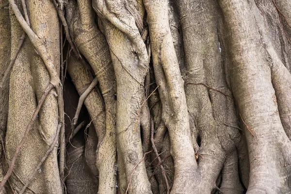 Doğal ahşap çizginin soyut arkaplan güzelliği.