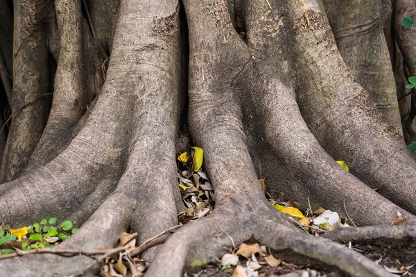 Aerial Roots Roots Banyan Tree Ficus Tree — Photo