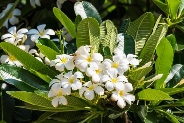 Bahçedeki ağaçta sallanan yeşil yaprakların üzerinde açan Frangipani çiçeği..