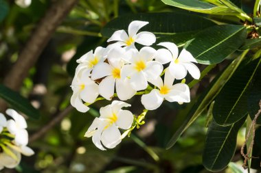 Bahçedeki ağaçta sallanan yeşil yaprakların üzerinde açan Frangipani çiçeği..