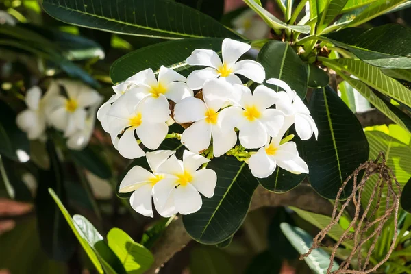 Bahçedeki Ağaçta Sallanan Yeşil Yaprakların Üzerinde Açan Frangipani Çiçeği — Stok fotoğraf