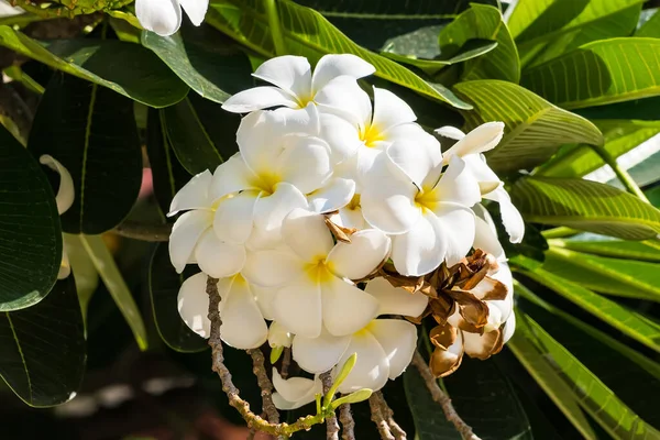 Bahçedeki Ağaçta Sallanan Yeşil Yaprakların Üzerinde Açan Frangipani Çiçeği — Stok fotoğraf