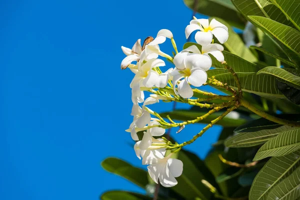 Bahçedeki Ağaçta Sallanan Yeşil Yaprakların Üzerinde Açan Frangipani Çiçeği — Stok fotoğraf