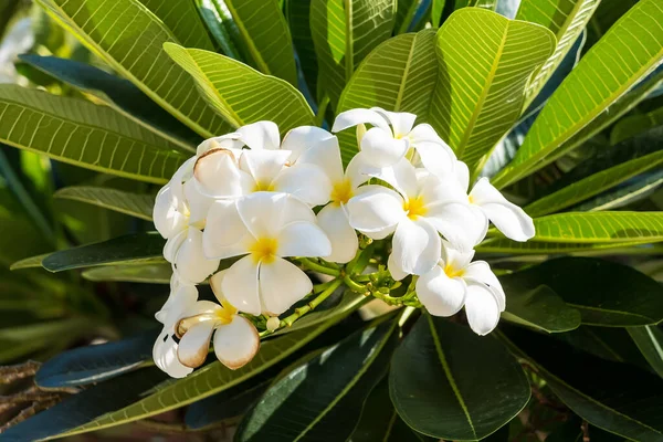 Frangipani Flower Blooming Green Leaves Branches Hanging Tree Garden — kuvapankkivalokuva