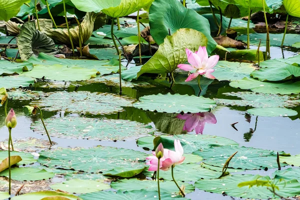 Pembe nilüfer çiçeği. Doğal güzellik..