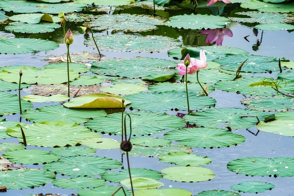 Pink Lotus Green Lotus Natural Beauty — Stock Photo, Image