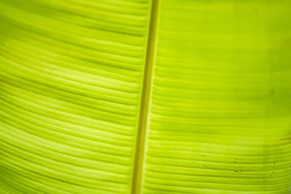 Papier Peint Vert Texture Fond Feuille Banane — Photo