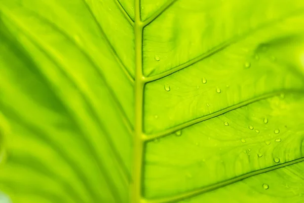 Closeup Bela Folha Verde Fresca Com Gota Água Após Chuva — Fotografia de Stock