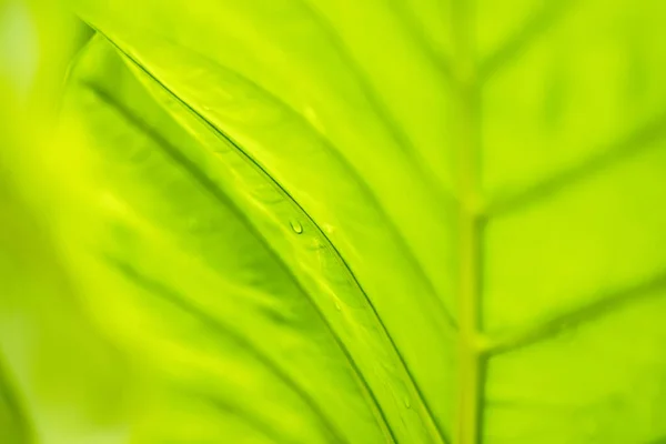 Closeup Bela Folha Verde Fresca Com Gota Água Após Chuva — Fotografia de Stock