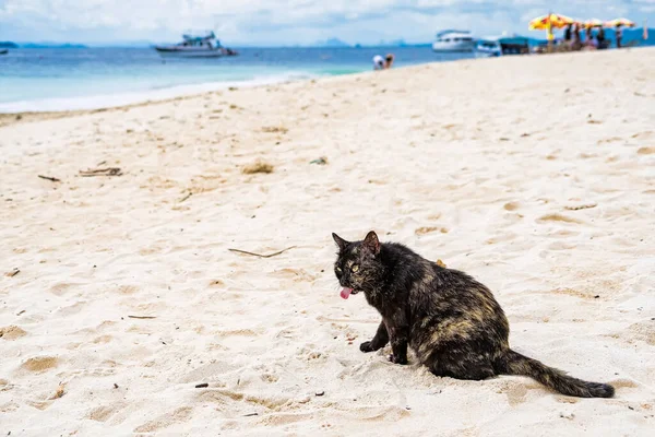 Katzen Die Auf Khai Island Phuket Thailand Leben — Stockfoto