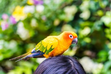 Turistin kafasına tünemiş güzel bir papağan..
