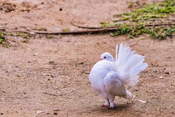 Weiße Tauben Mit Schönen Flauschigen Schwänzen Auf Der Strecke Park — Stockfoto