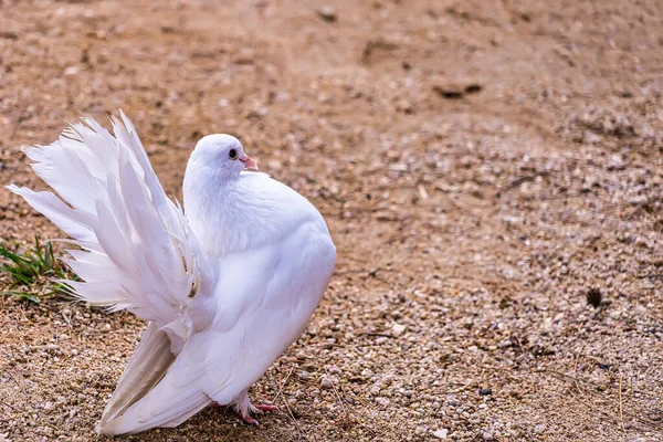 Weiße Tauben Mit Schönen Flauschigen Schwänzen Auf Der Strecke Park — Stockfoto