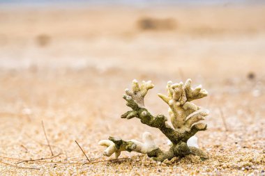 Deniz kıyısındaki mercan kayalıkları, Tayland sahillerindeki beyaz kumlar..