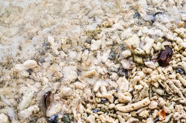 Deniz kıyısındaki mercan kayalıkları, Tayland sahillerindeki beyaz kumlar..