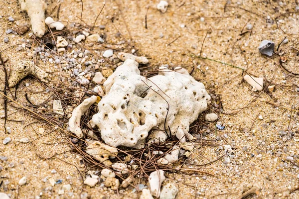 Кораллы Песке Пляже — стоковое фото