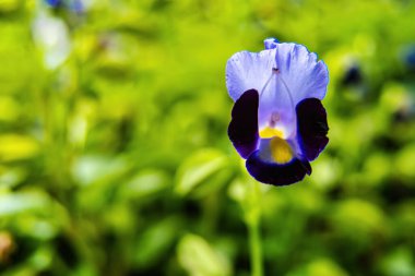 Bahçedeki güzel çiçekler