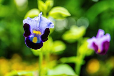 Bahçedeki güzel çiçekler