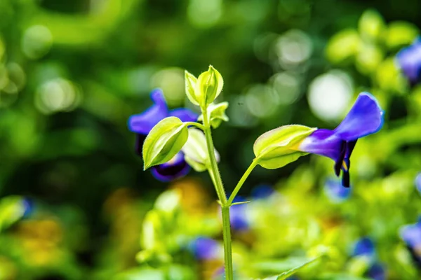 Schöne Blumen Garten — Stockfoto