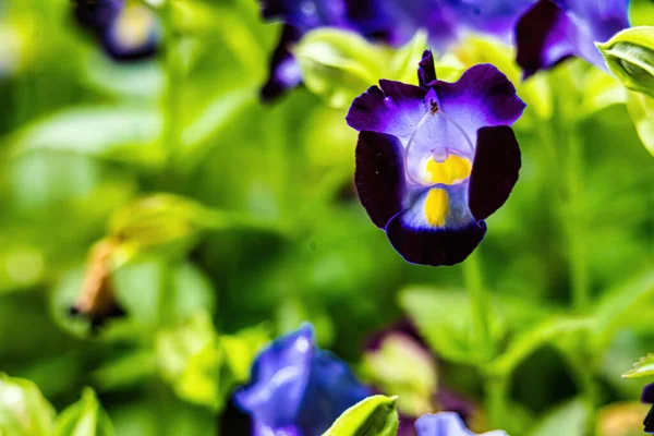 Schöne Blumen Garten — Stockfoto