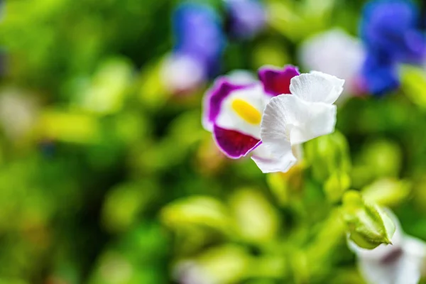 Schöne Blumen Garten — Stockfoto