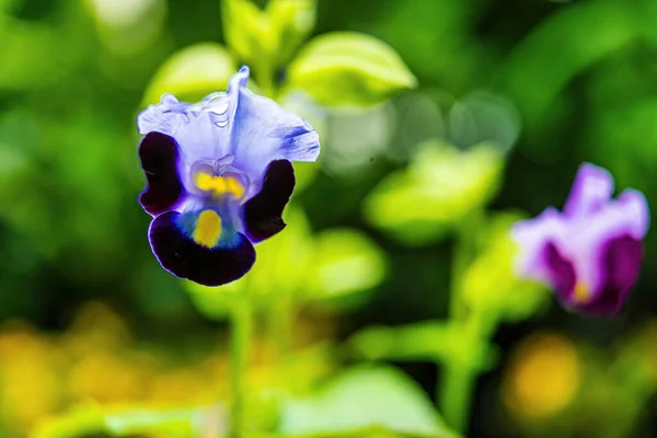 Schöne Blumen Garten — Stockfoto