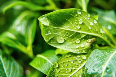Güneşin altında yağmurdan sonra bir damla suyla birlikte güzel yeşil yaprağın yakınına..