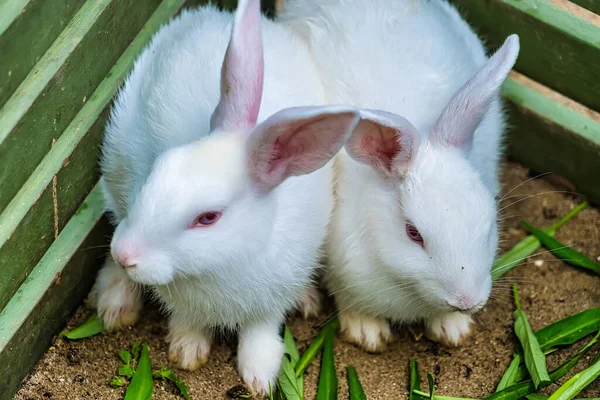 Close Top View Young Cute Rabbit Face — стоковое фото