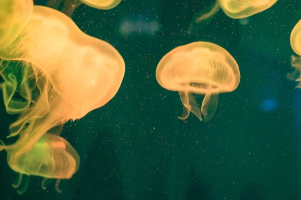 Sluitingen Van Mooie Kwallen Het Aquarium — Stockfoto