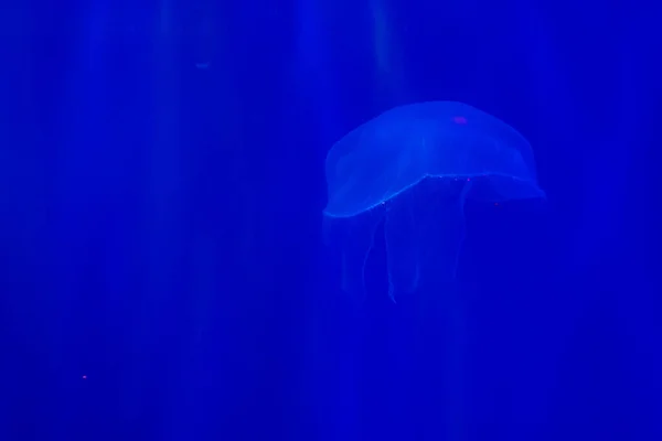 水族馆中美丽水母的遮掩 — 图库照片