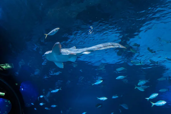 Large fish and aquatic life in an aquarium
