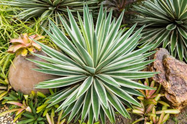 Bilimsel adı Sansevieria olan ve kaynananın dili olarak bilinen bitki. Sarı kenarlı, kılıç gibi uzun yaprakları var..
