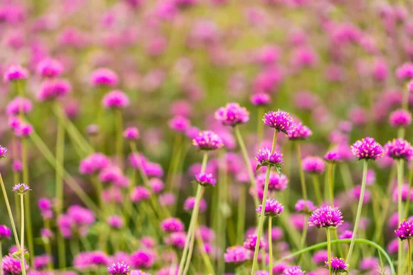Nahaufnahme Von Lila Blühenden Pflanzen Auf Dem Feld — Stockfoto