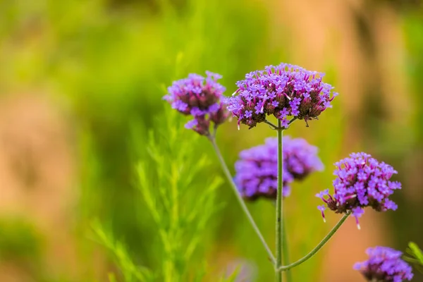 Gros Plan Des Plantes Fleurs Violettes Sur Terrain — Photo