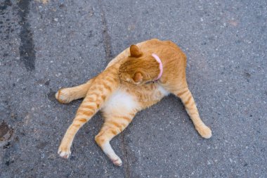 Kahverengi ve beyaz kediler beton bir yolda oturuyor.