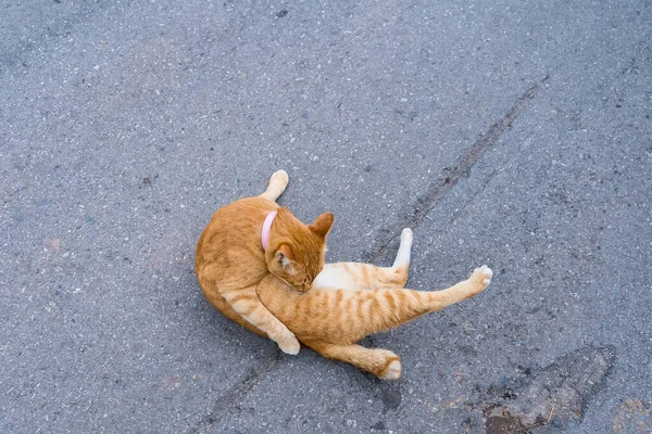 แมวส าตาลและส ขาวท กสถานท งบนถนนคอนกร — ภาพถ่ายสต็อก
