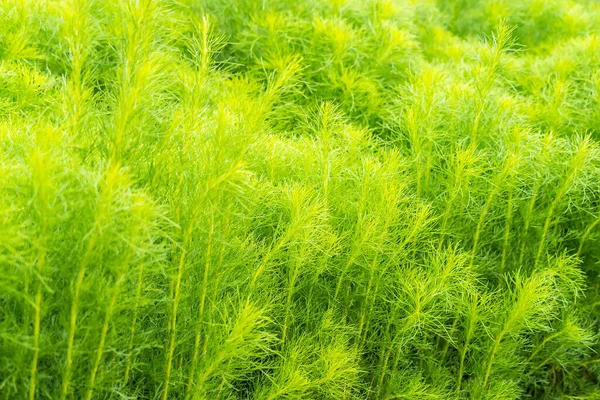 裏庭のシャタヴァリ アスパラガス ラセモス ワイルド の緑の茂み — ストック写真