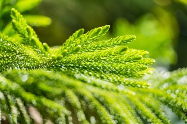 Yeşil yapraklar ve küçük bitkilerin dalları