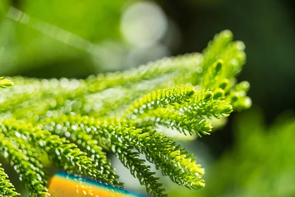 Zelené Listy Větev Malé Rostliny — Stock fotografie