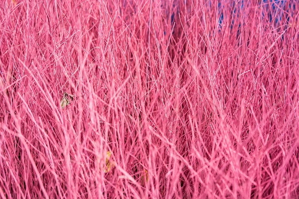Красивый Розовый Соломенный Фон Шаблон Линии Текстура Стволов Деревьев Ветвей — стоковое фото