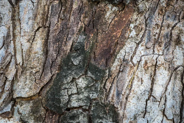 Träd Bark Närbild Naturlig Struktur För Bakgrunden — Stockfoto